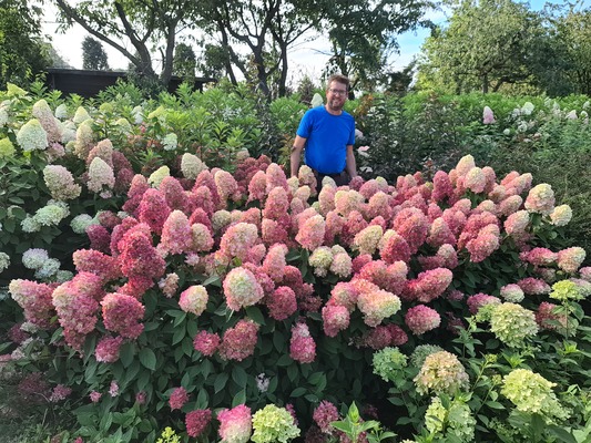 Hydrangea paniculata Bonfire