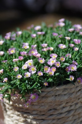 Delosperma-Jewel of Desert Rosequartz_Patio