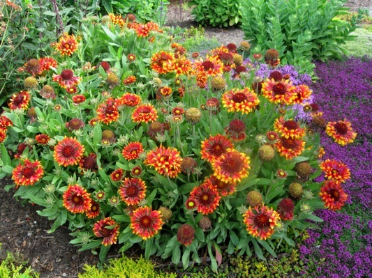 Gaillardia-Frenzy_Garden