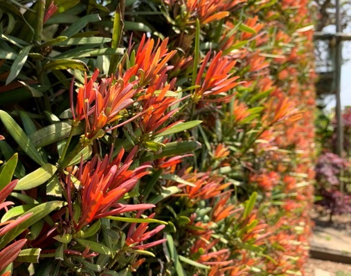 Podocarpus-Mood Ring_Foliage