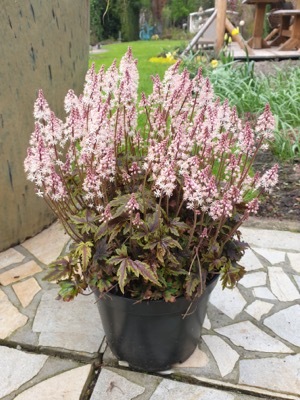 Tiarella-Angel Wings_Patio