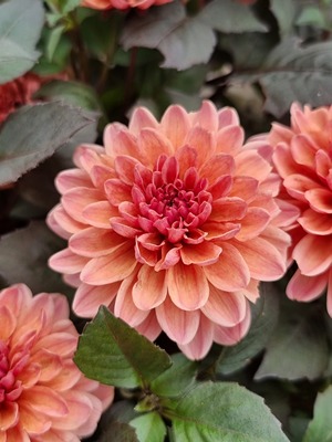 Dahlia Double Dreamy