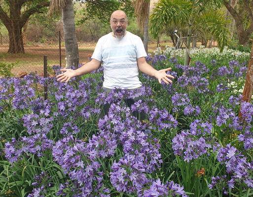 Agapanthus Poppin' Star