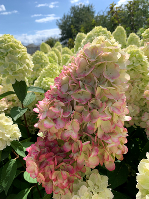 Hydrangea paniculata Bonfire