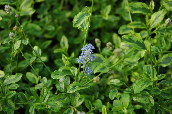 Ceanothus-Lemon Ice_Flowers