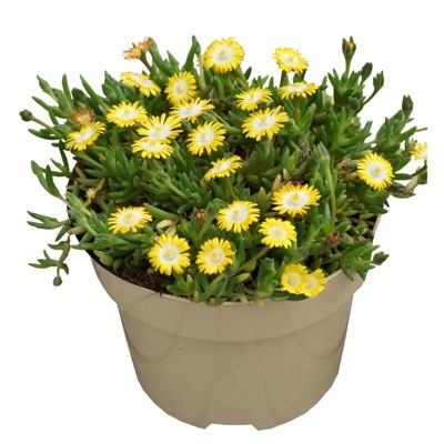 Delosperma-Peridot_Pot