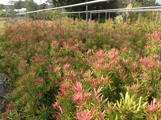 Podocarpus-Mood Ring_Nursery