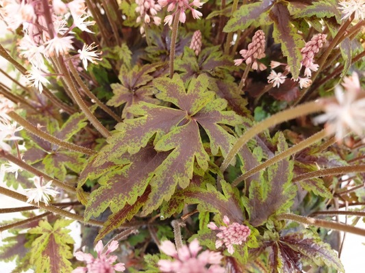 Tiarella-Angel Wings_Foliage