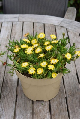 Delosperma-Peridot_Pot