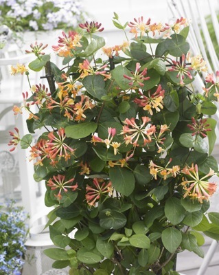 Lonicera-Coral Star_Flower