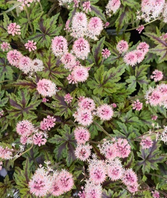 Tiarella-Angel Wings_Flower