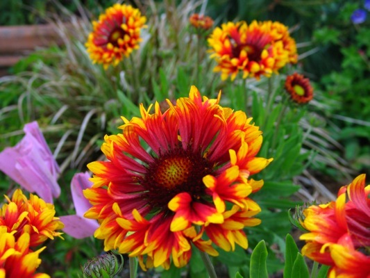 Gaillardia-Frenzy_Close up flower