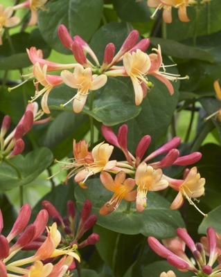 Lonicera-Celestial_Close up flower