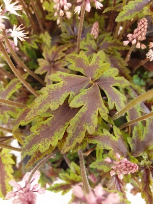 Tiarella-Angel Wings_Close up foliage