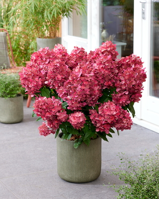 Hydrangea paniculata Bonfire