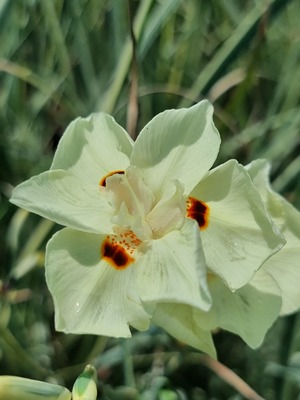 Dietes Milky Way