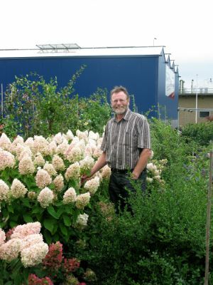 Hydrangea-Sweet Summer_Breeder