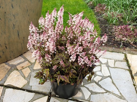 Tiarella-Angel Wings_Patio