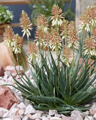 Aloe-Safari Sunrise_Garden