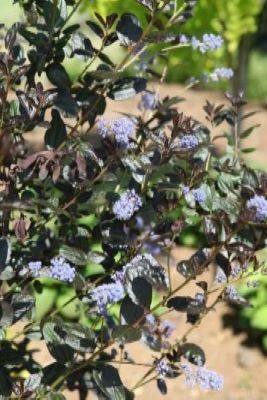 Ceanothus-Tuxedo_Flowers