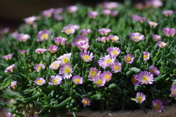 Delosperma-Jewel of Desert Rosequartz_Flower