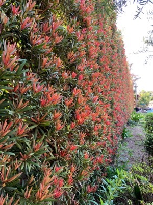 Podocarpus-Mood Ring_Garden