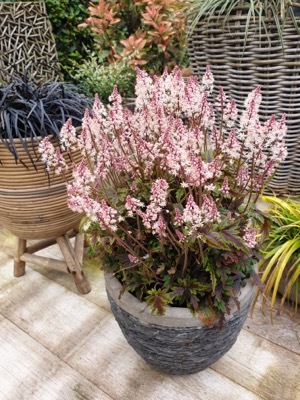 Tiarella-Angel Wings_Patio