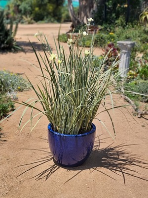 Dietes Milky Way