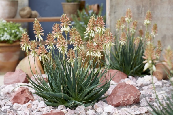 Aloe-Safari Sunrise_Garden