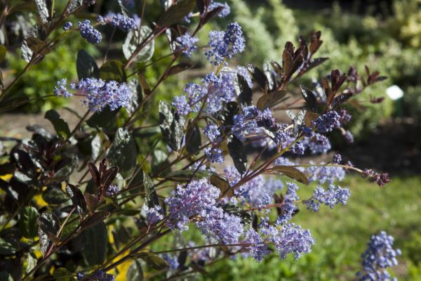 Ceanothus-Tuxedo_Foliage