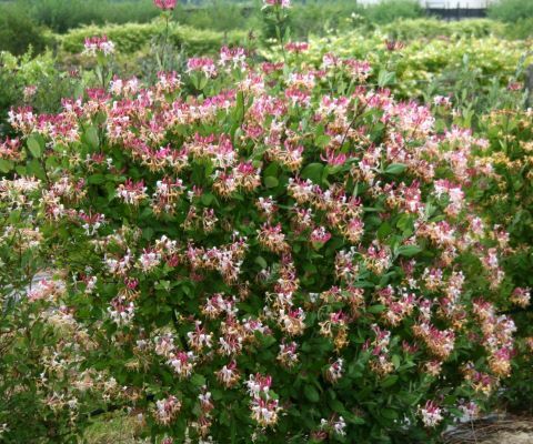 Lonicera-Peaches and Cream Inov86_Garden