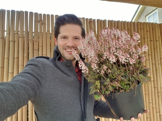 Tiarella-Angel Wings_Pot