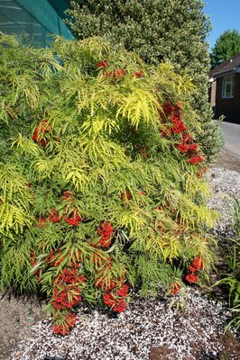 Sambucus Sunrise Surprise