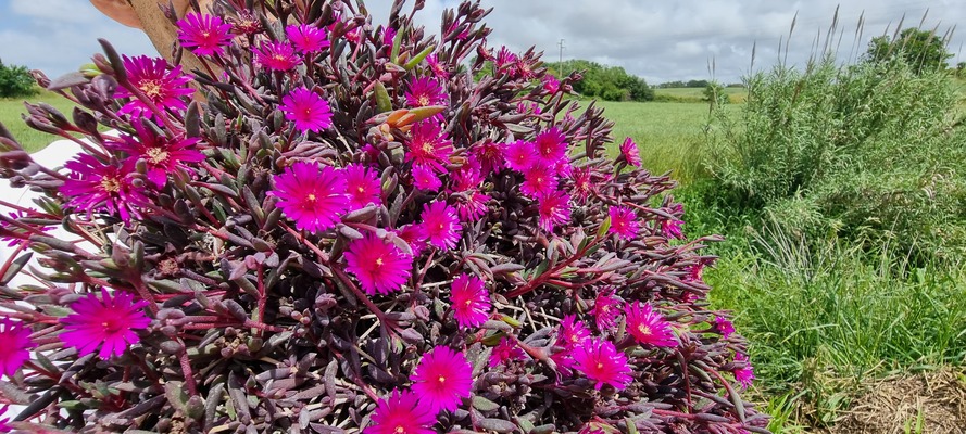 Delosperma Desert Dancers Purple