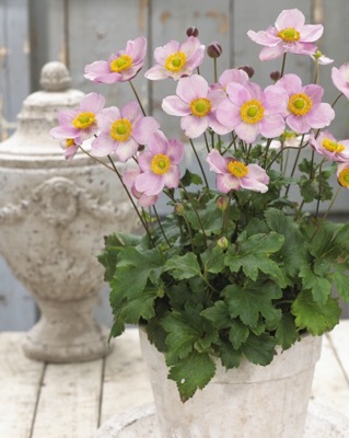 Anemone-Pink Cloud_Patio