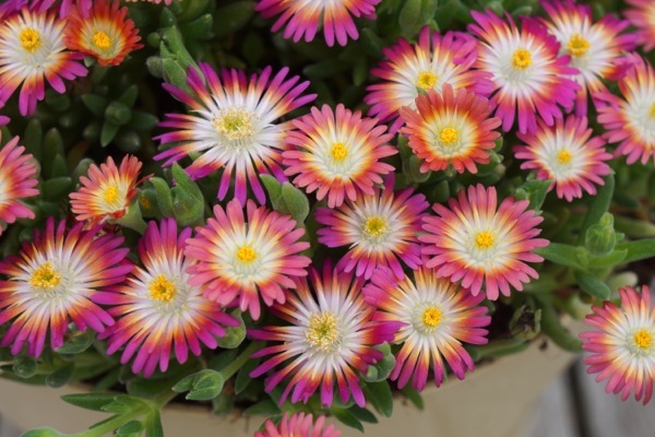 Delosperma-Jewel of Desert Ruby_Flower