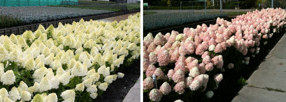 Hydrangea-Sweet Summer_Nursery