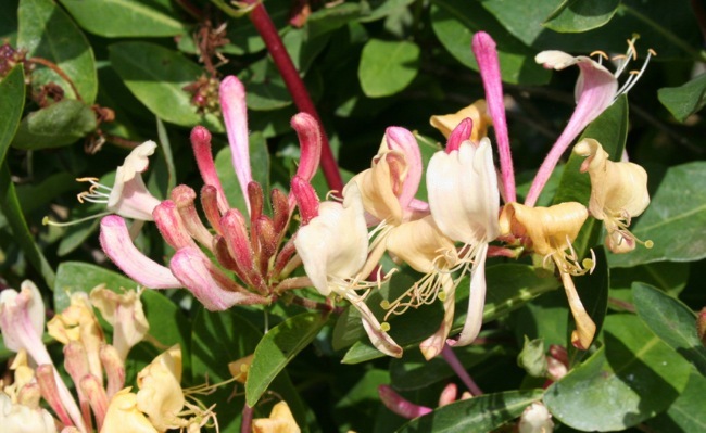 Lonicera-Sweet Tea_Close up flower