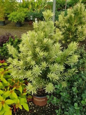 Podocarpus-Roman Candle_Nursery