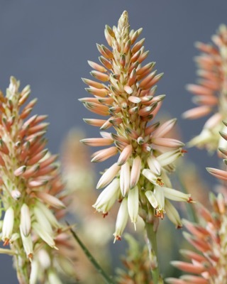 Aloe-Safari Sunrise_Close up flower