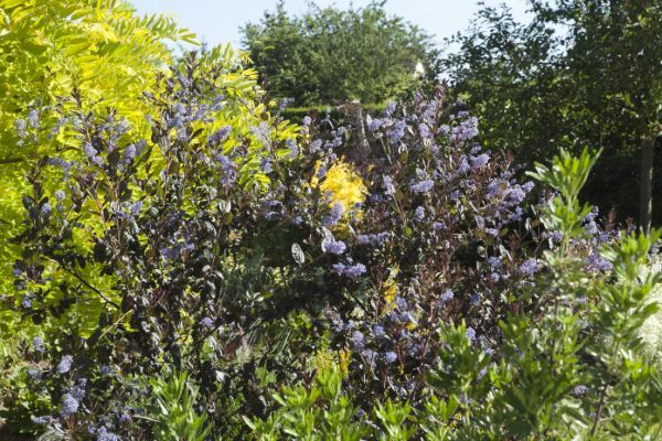 Ceanothus-Tuxedo_Garden