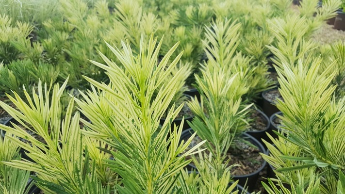 Podocarpus-Roman Candle_Foliage