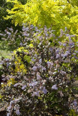 Ceanothus-Tuxedo_General