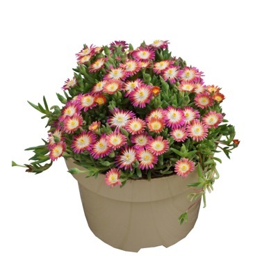 Delosperma-Jewel of Desert Ruby_Pot