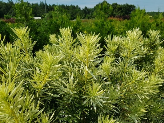 Podocarpus-Roman Candle_Garden