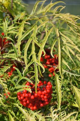 Sambucus Sunrise Surprise