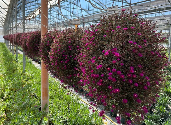 Delosperma Desert Dancers Purple