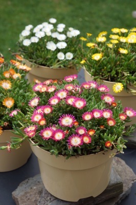 Delosperma-Jewel of Desert Ruby_Pot