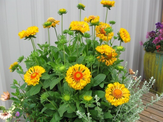 Gaillardia-Moxy_Patio