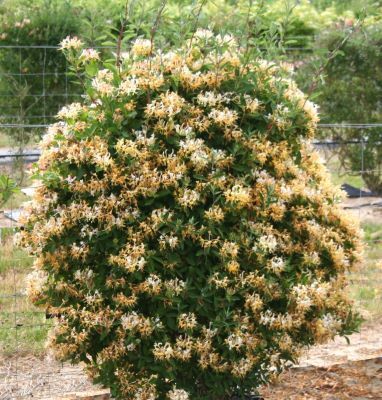 Lonicera-Sweet Tea Inov 71_Garden